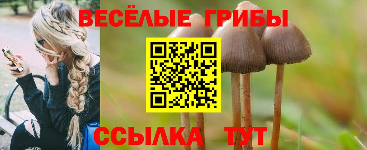 Псилоцибиновые грибы мицелий Новошахтинск